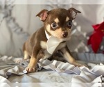 Small Photo #3 Chihuahua Puppy For Sale in LANCASTER, PA, USA