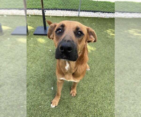 Medium Photo #2 Black Mouth Cur-Unknown Mix Puppy For Sale in Newton, NC, USA