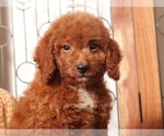 Small #1 Goldendoodle (Miniature)