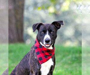 Newt - Male Labrador Retriever-Unknown Mix Dog for Adoption - Photo #4