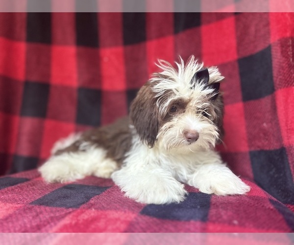 Medium Photo #2 ShihPoo Puppy For Sale in LAKELAND, FL, USA