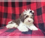 Small #1 ShihPoo