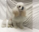 Small #5 Poodle (Miniature)