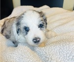 Small #23 Sheepadoodle