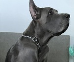 Small Photo #1 Great Dane Puppy For Sale in MIAMI, FL, USA
