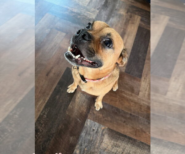Medium Photo #4 Pug-Unknown Mix Puppy For Sale in Bellingham, WA, USA