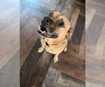 Small #3 Pug Mix