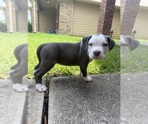 American Bully Puppy for Sale in KATY, Texas USA