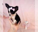 Small #2 Chihuahua