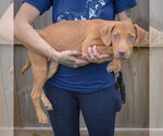 Small Photo #2 Labralas Puppy For Sale in Huntley, IL, USA