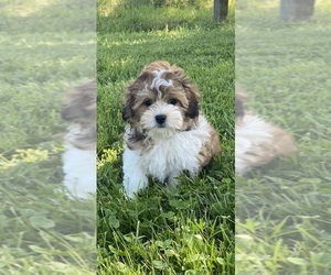 Havanese Puppy for sale in CANOGA, NY, USA