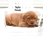 Small #1 Labrador Retriever
