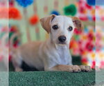 Small #1 Dachshund Mix