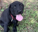 Puppy Red collar Lab-Pointer