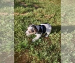 Puppy Puppy 3 Jack Russell Terrier