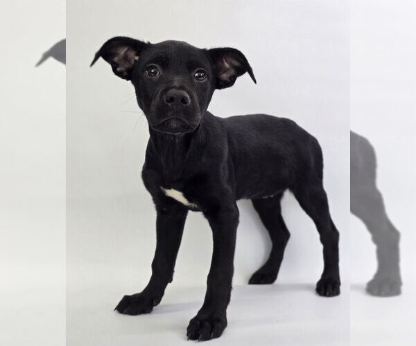 Medium Photo #10 Labrottie Puppy For Sale in Lakewood, CO, USA