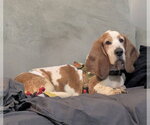 Small Basset Hound