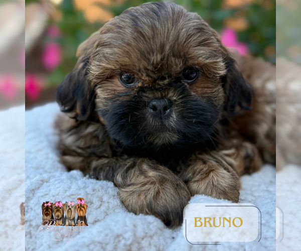 Medium Photo #5 Shih Tzu Puppy For Sale in ADDISON, IL, USA