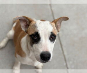 American Staffordshire Terrier-Unknown Mix Dogs for adoption in Tulsa, OK, USA