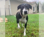 Small #5 Labrador Retriever Mix