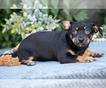 Puppy Zoe Chihuahua