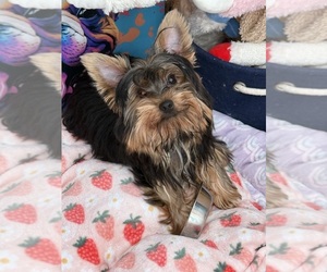 Yorkshire Terrier Puppy for sale in VALRICO, FL, USA