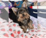 Small Yorkshire Terrier