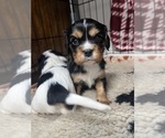 Small Photo #8 Cavalier King Charles Spaniel Puppy For Sale in DEWITT, MI, USA