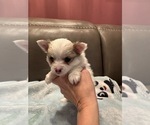 Small #1 Chihuahua