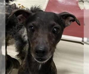 Chihuahua Dogs for adoption in Bakersfield, CA, USA
