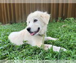 Small #11 Great Pyrenees