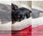 Small Photo #9 Yorkshire Terrier Puppy For Sale in FENTON, MI, USA