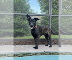 Small #1 Holland Shepherd