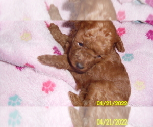 Poodle (Toy) Puppy for sale in DULUTH, GA, USA