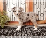 Puppy Autumn Aussie-Poo