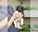 Small Photo #3 Goldendoodle Puppy For Sale in LAKEWOOD, WA, USA