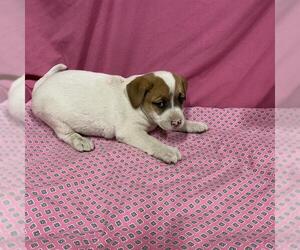 Australian Shepherd-Unknown Mix Dogs for adoption in Modesto, CA, USA