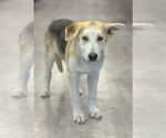 Small #12 German Shepherd Dog Mix