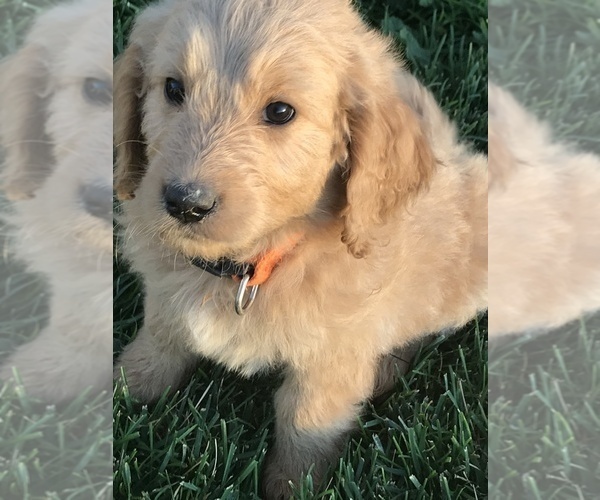 Medium Photo #8 Goldendoodle Puppy For Sale in BURLEY, ID, USA