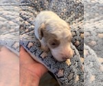 Puppy Dahlia Bernedoodle (Miniature) (+ Poodle Miniature)