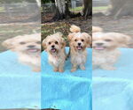 Small #1 Shih Tzu