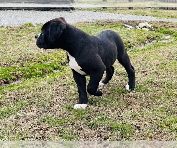 Medium Photo #5 American Bulldog Puppy For Sale in COLUMBIA, KY, USA