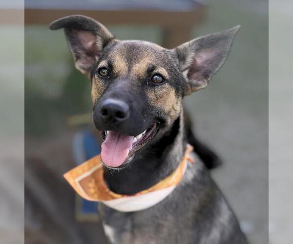 Medium Photo #1 German Shepherd Dog Puppy For Sale in San Antonio, TX, USA