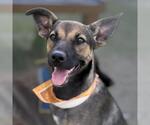 Small German Shepherd Dog