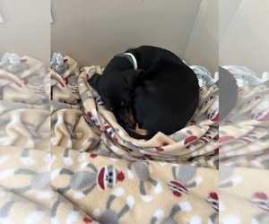 Mother of the Dachshund puppies born on 03/21/2026