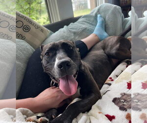 Firefly - Female American Pit Bull Terrier-Unknown Mix Dog for Adoption - Photo #10