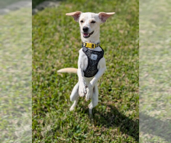 Medium Photo #4 Chihuahua-Unknown Mix Puppy For Sale in Missouri City, TX, USA
