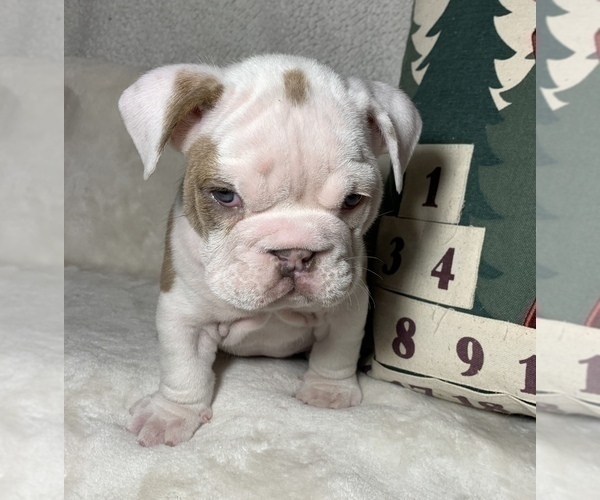 Medium Photo #12 English Bulldog Puppy For Sale in JOHNS ISLAND, SC, USA