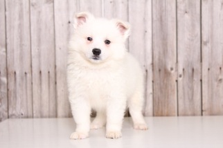 American Eskimo Dog Puppy for sale in MOUNT VERNON, OH, USA