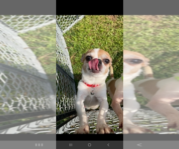 Medium Photo #1 Chihuahua Puppy For Sale in MURPHY, NC, USA